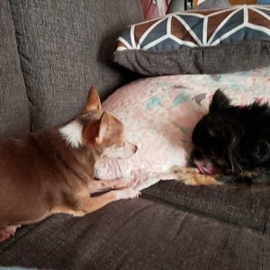 Meet your Posher, Pam